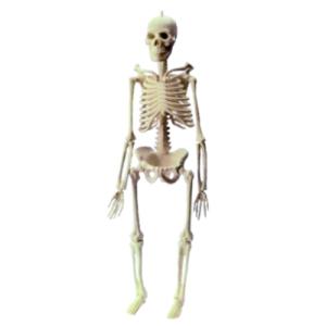 Esqueleto Humano (45 cm) - Jott Play-SK-0047