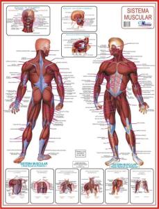 Mapa Sistema Muscular - Jott Play