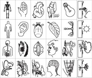 Carimbos Ciencia e Partes do Corpo Humano (24 peças) - Jott Play-49
