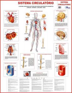 Mapa Sistema Circulatório - Jott Play
